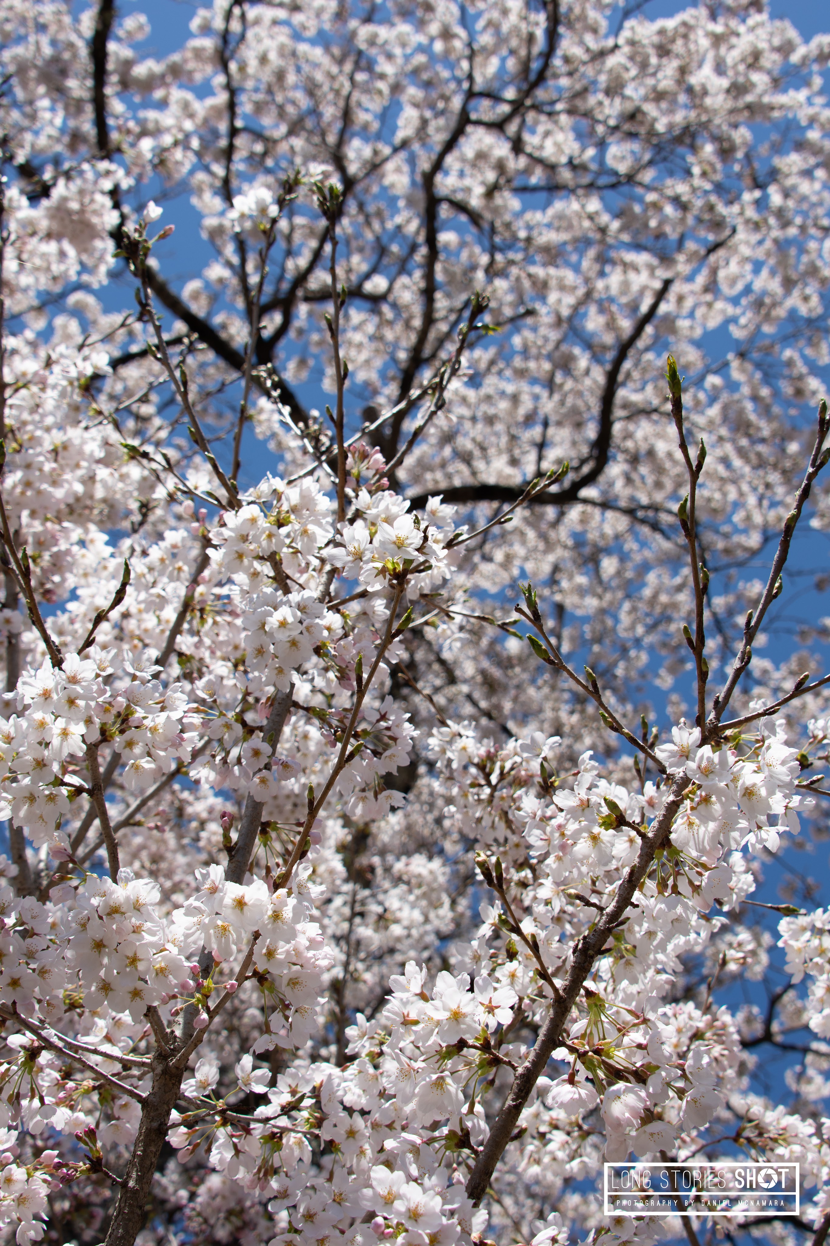 Fuji Five Lakes – Fujiyoshida, Japan | @longstoriesshot